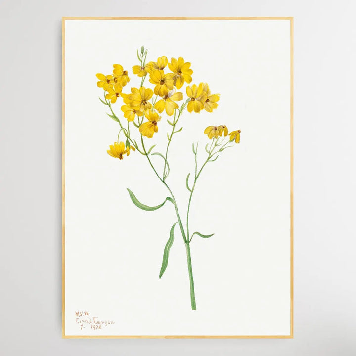 Psilostrophe sparsiflora (1938) by Mary Vaux Walcott I Heart Wall Art Australia 