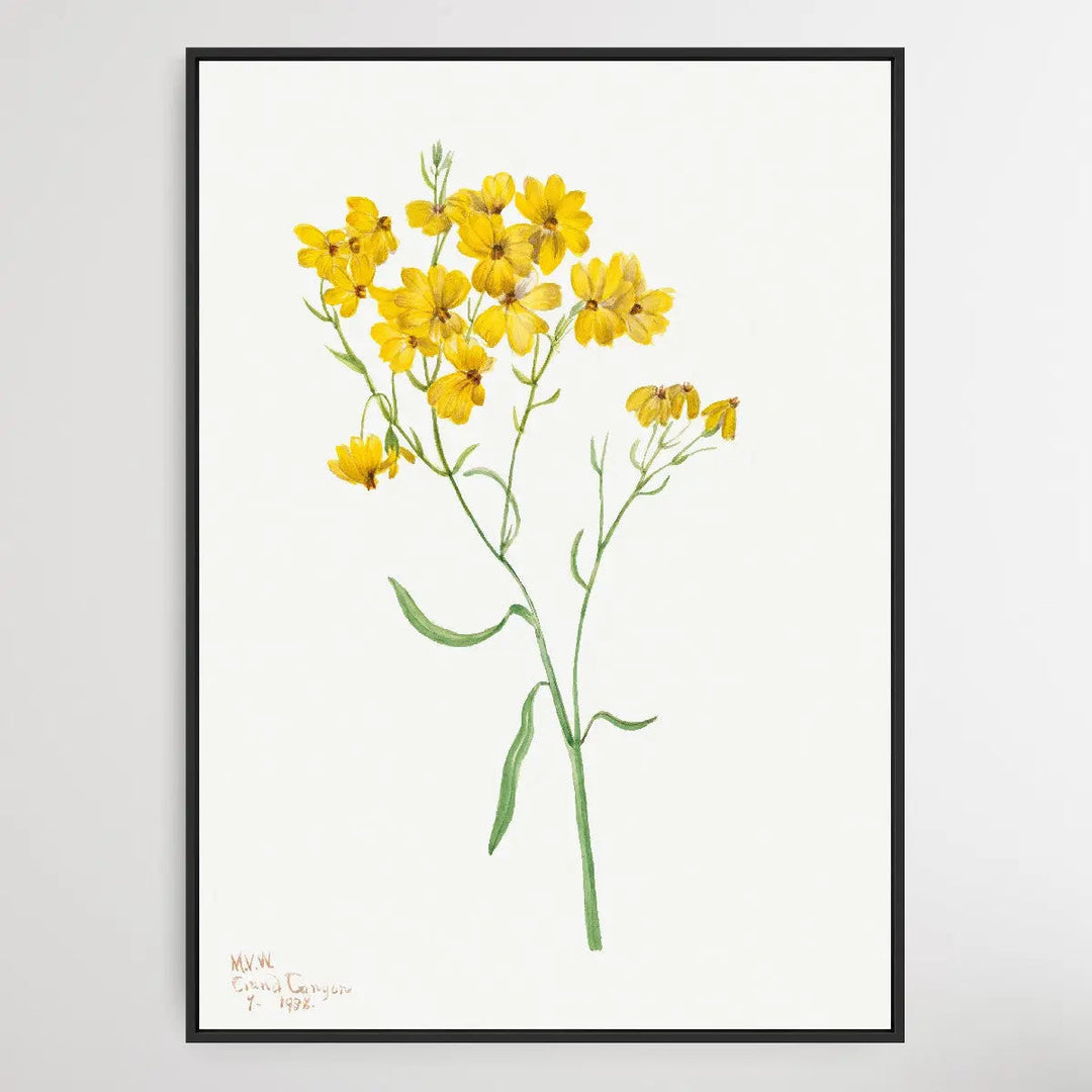Psilostrophe sparsiflora (1938) by Mary Vaux Walcott I Heart Wall Art Australia 