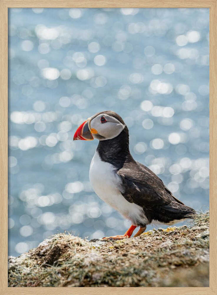 Puffin by the Sea - Stretched Canvas, Poster or Fine Art Print - I Heart Wall Art - Poster Print, Canvas Print or Framed Art Print