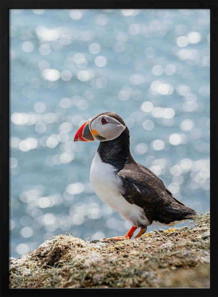 Puffin by the Sea - Stretched Canvas, Poster or Fine Art Print - I Heart Wall Art - Poster Print, Canvas Print or Framed Art Print