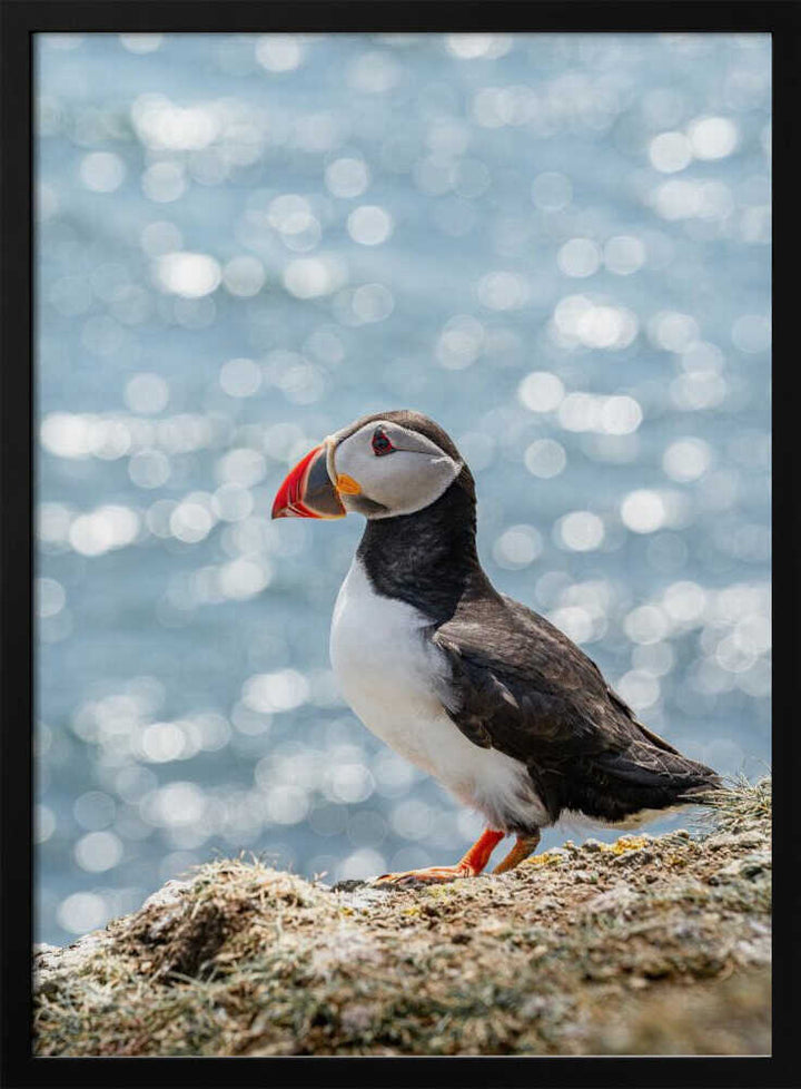 Puffin by the Sea - Stretched Canvas, Poster or Fine Art Print - I Heart Wall Art - Poster Print, Canvas Print or Framed Art Print