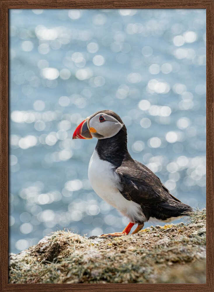 Puffin by the Sea - Stretched Canvas, Poster or Fine Art Print - I Heart Wall Art - Poster Print, Canvas Print or Framed Art Print
