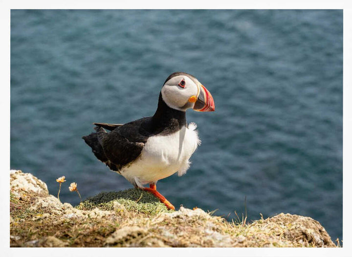 Puffin on Canna Island - Stretched Canvas, Poster or Fine Art Print - I Heart Wall Art - Poster Print, Canvas Print or Framed Art Print