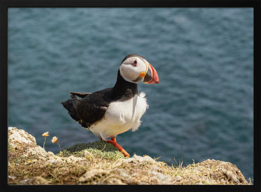Puffin on Canna Island - Stretched Canvas, Poster or Fine Art Print - I Heart Wall Art - Poster Print, Canvas Print or Framed Art Print