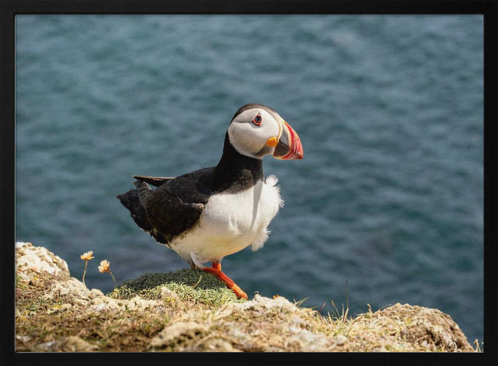 Puffin on Canna Island - Stretched Canvas, Poster or Fine Art Print - I Heart Wall Art - Poster Print, Canvas Print or Framed Art Print