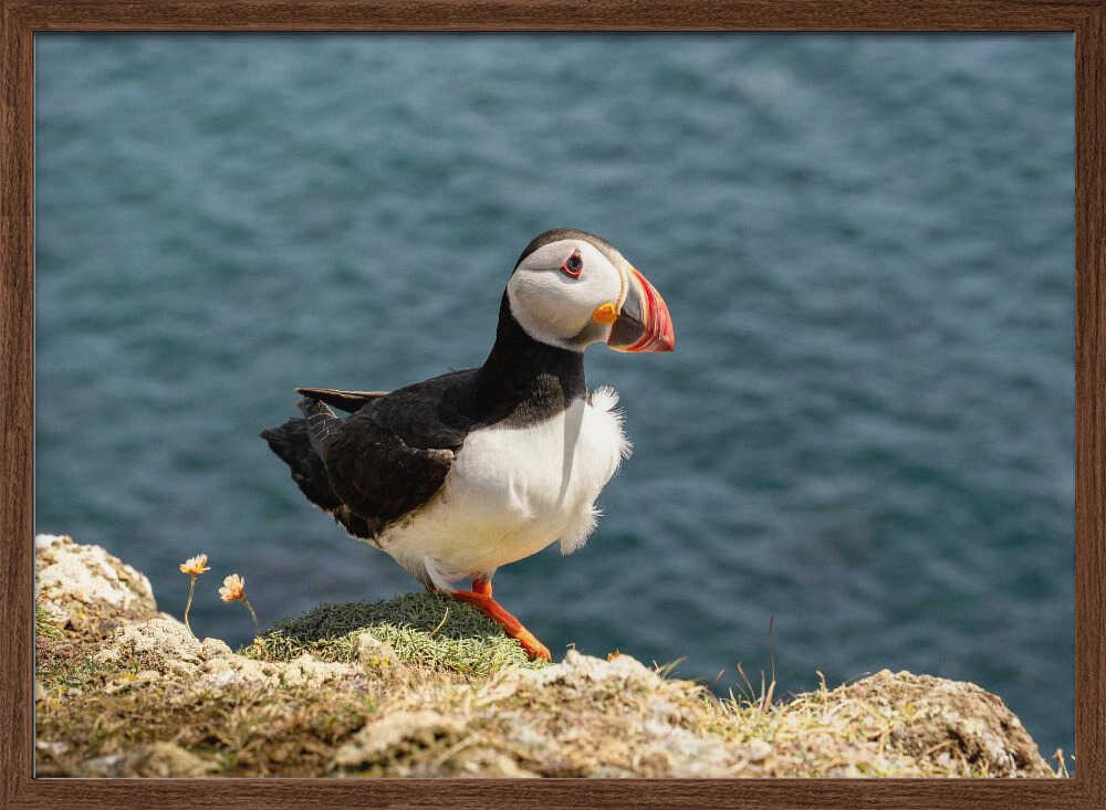 Puffin on Canna Island - Stretched Canvas, Poster or Fine Art Print - I Heart Wall Art - Poster Print, Canvas Print or Framed Art Print