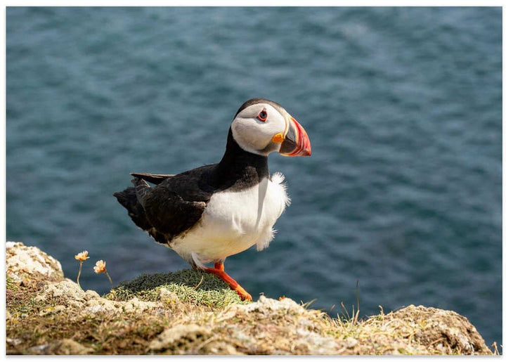 Puffin on Canna Island - Stretched Canvas, Poster or Fine Art Print - I Heart Wall Art - Poster Print, Canvas Print or Framed Art Print