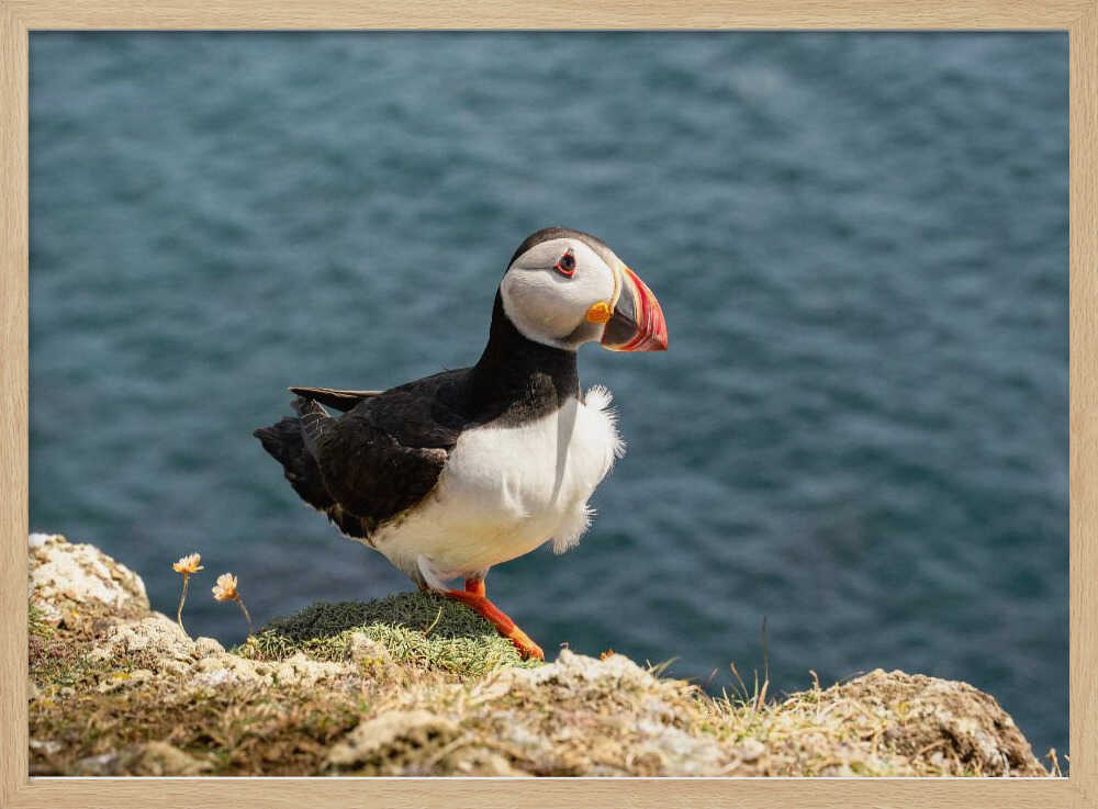 Puffin on Canna Island - Stretched Canvas, Poster or Fine Art Print - I Heart Wall Art - Poster Print, Canvas Print or Framed Art Print