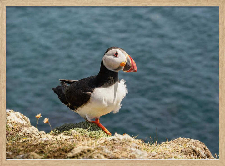 Puffin on Canna Island - Stretched Canvas, Poster or Fine Art Print - I Heart Wall Art - Poster Print, Canvas Print or Framed Art Print