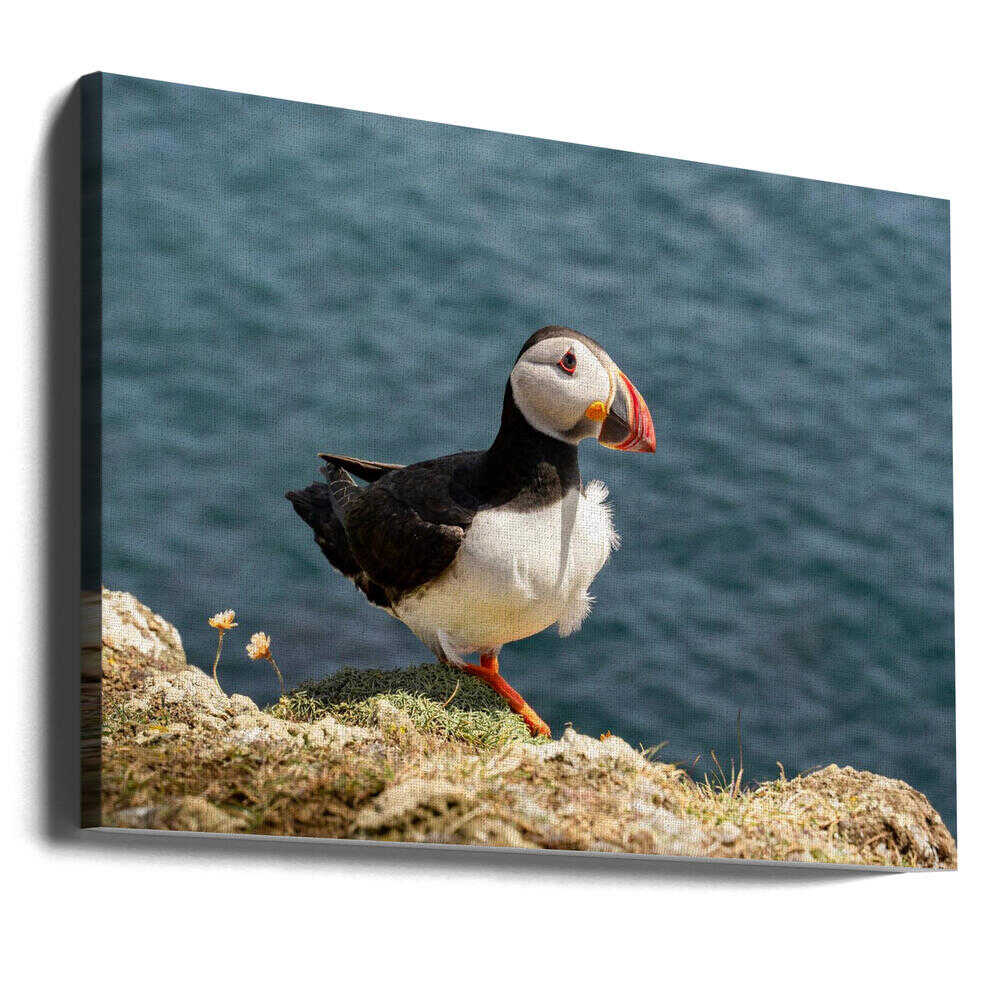Puffin on Canna Island - Stretched Canvas, Poster or Fine Art Print - I Heart Wall Art - Poster Print, Canvas Print or Framed Art Print
