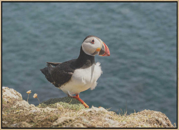 Puffin on Canna Island - Stretched Canvas, Poster or Fine Art Print - I Heart Wall Art - Poster Print, Canvas Print or Framed Art Print