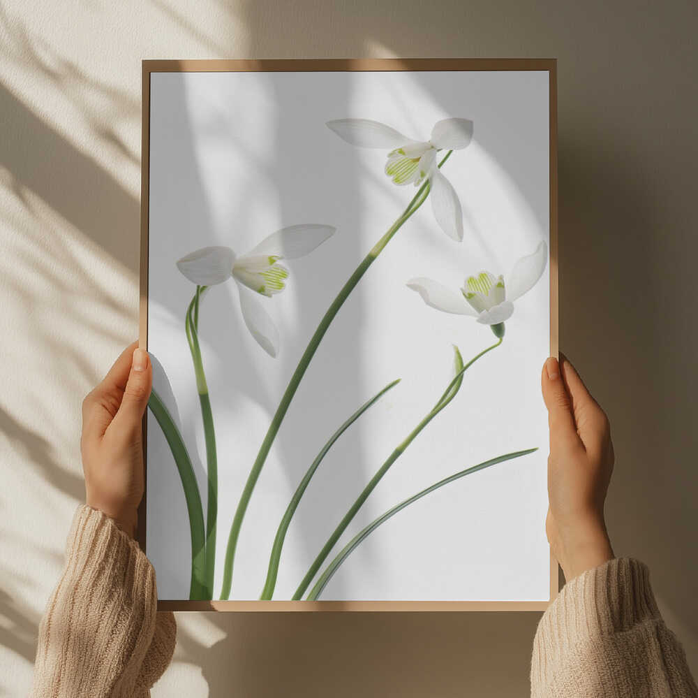 Purity - Floral Photographic Stretched Canvas Poster or Fine Art Print