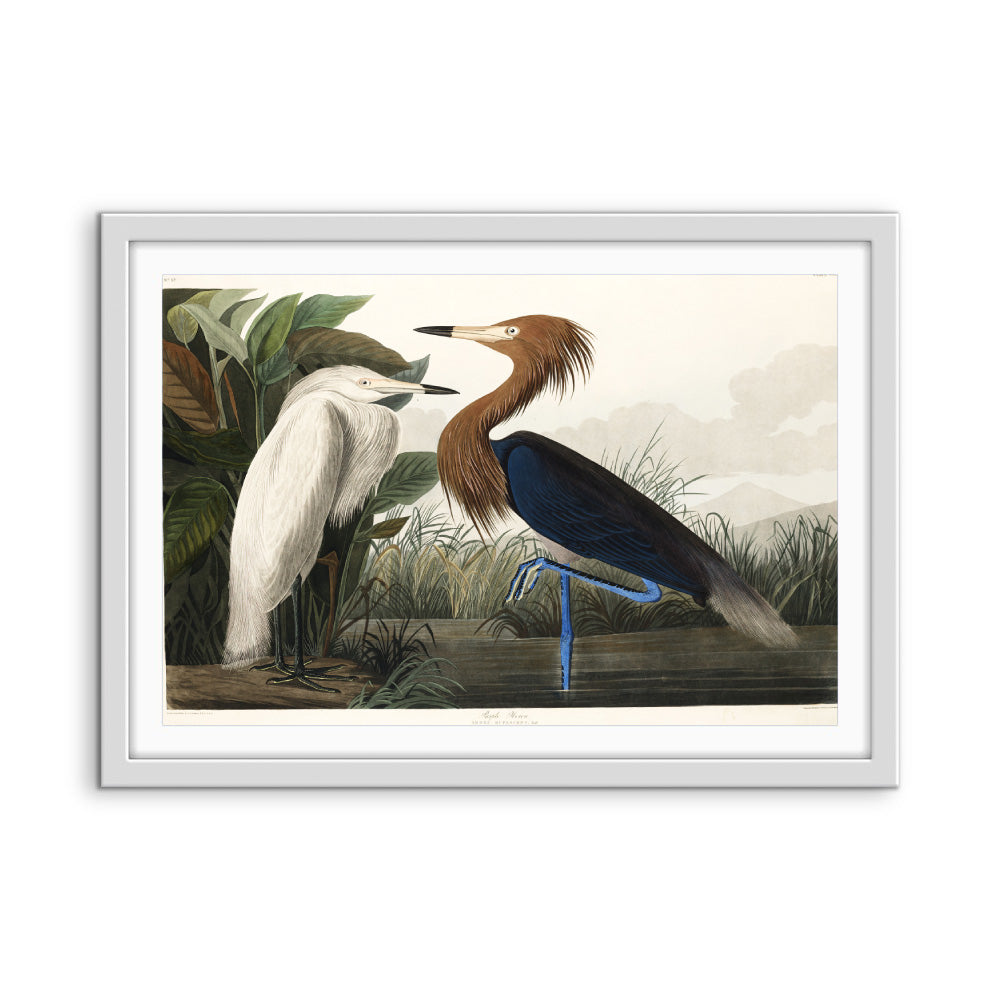 Purple Heron by John James Audubon - American Natural History Stretched Canvas or Art Print