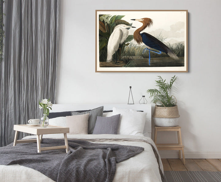 Purple Heron by John James Audubon - American Natural History Stretched Canvas or Art Print