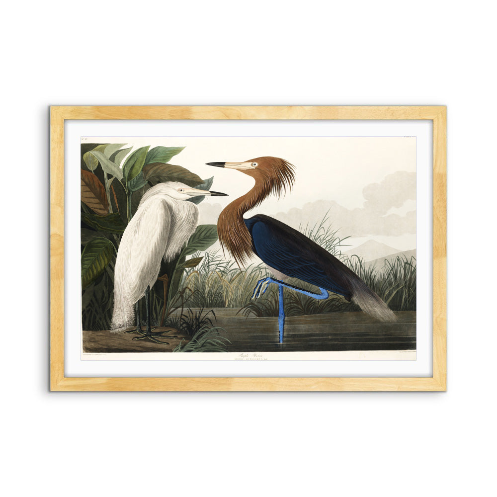 Purple Heron by John James Audubon - American Natural History Stretched Canvas or Art Print