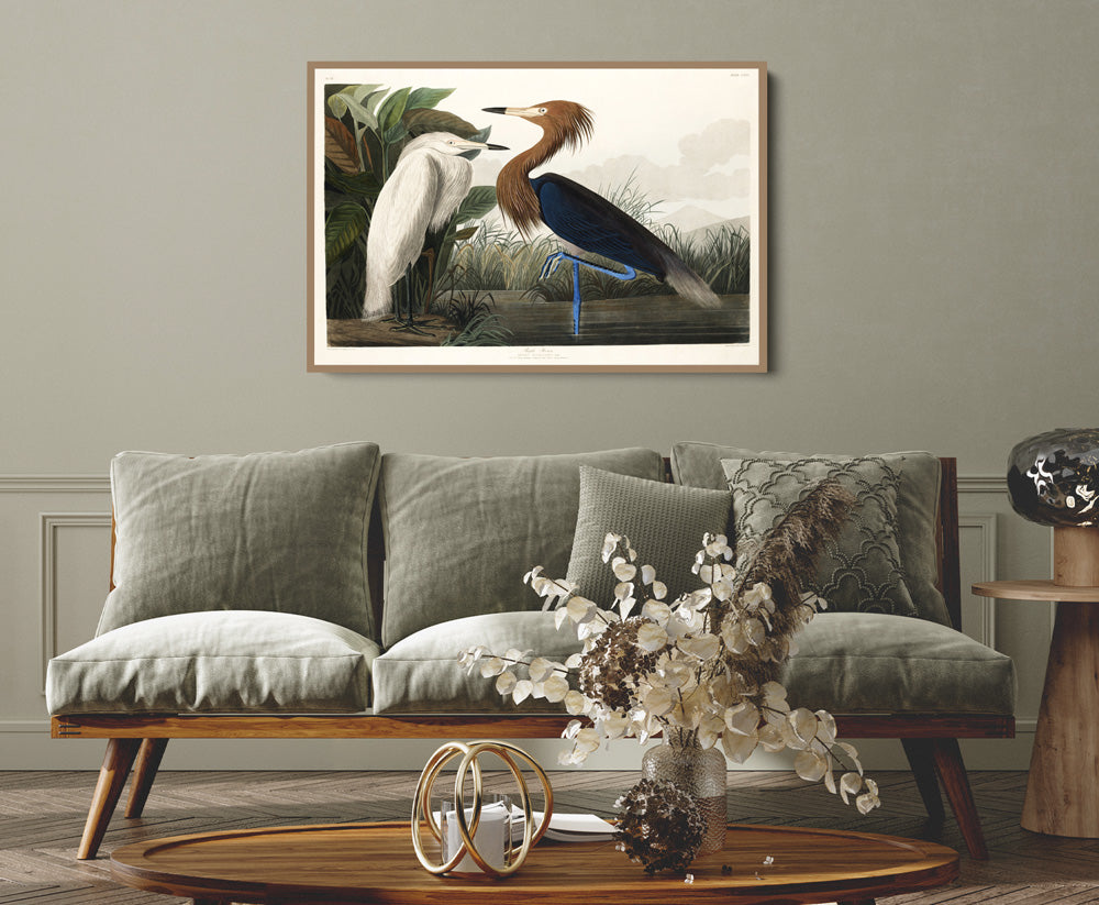 Purple Heron by John James Audubon - American Natural History Stretched Canvas or Art Print