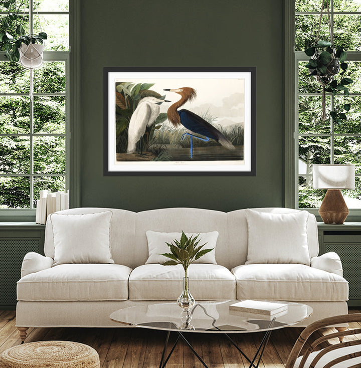 Purple Heron by John James Audubon - American Natural History Stretched Canvas or Art Print