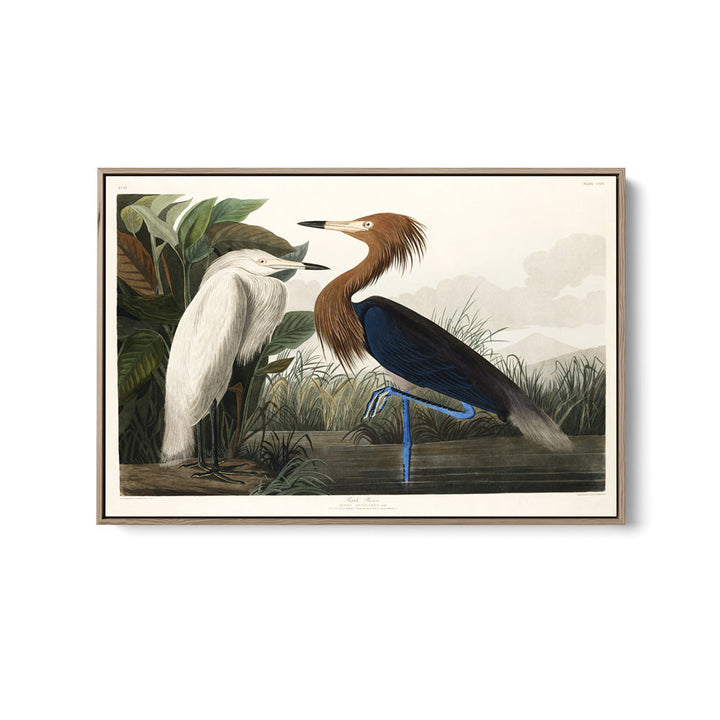 Purple Heron by John James Audubon - American Natural History Stretched Canvas or Art Print