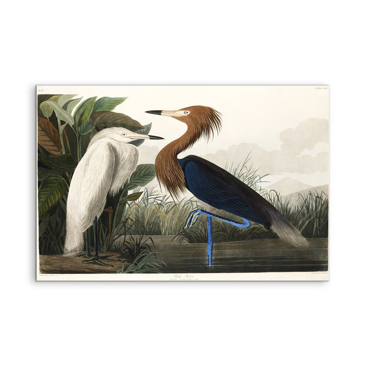 Purple Heron by John James Audubon - American Natural History Stretched Canvas or Art Print