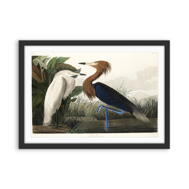Purple Heron by John James Audubon - American Natural History Stretched Canvas or Art Print