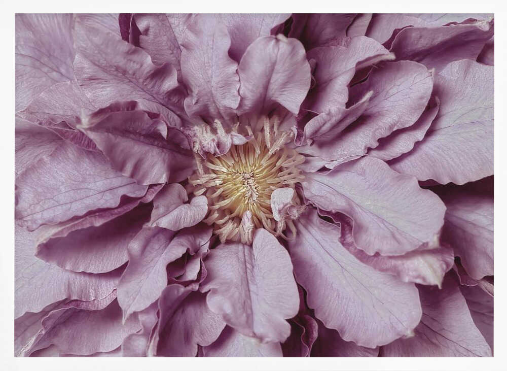 Purple Petal Bloom - Floral Photographic Stretched Canvas Poster or Fine Art Print