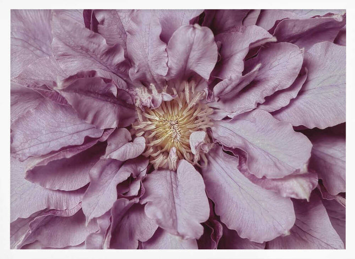 Purple Petal Bloom - Floral Photographic Stretched Canvas Poster or Fine Art Print