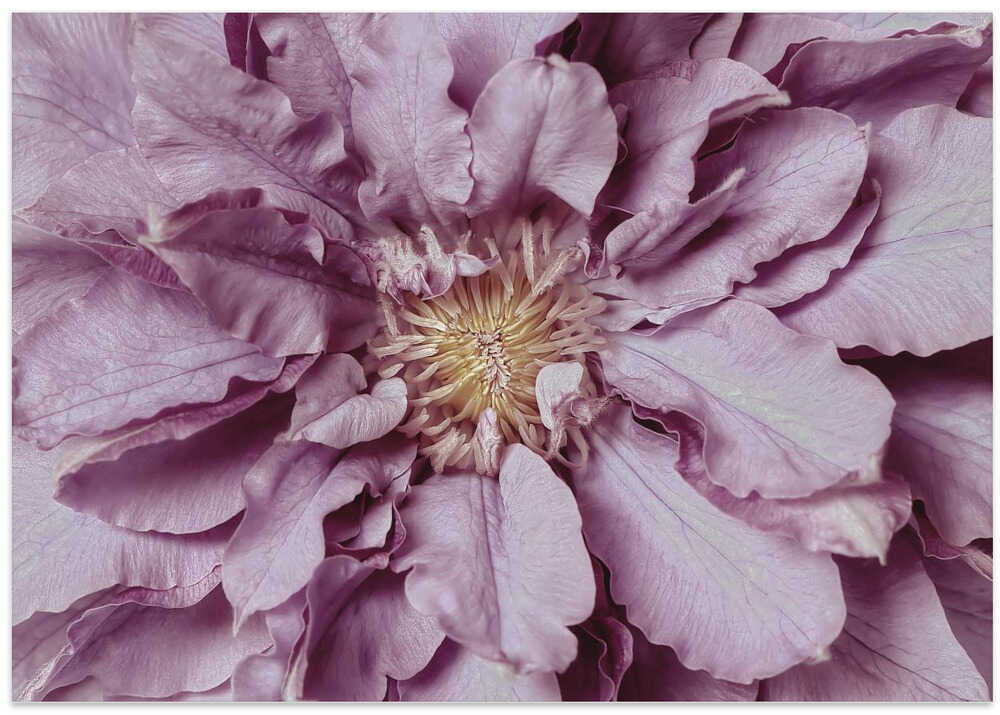 Purple Petal Bloom - Floral Photographic Stretched Canvas Poster or Fine Art Print
