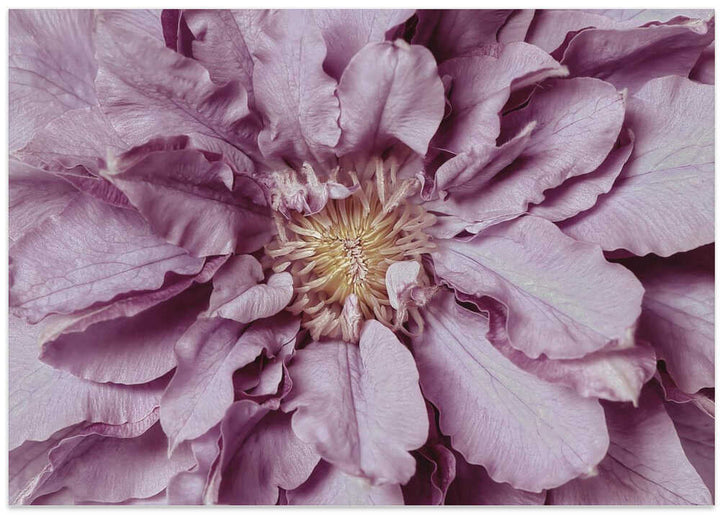 Purple Petal Bloom - Floral Photographic Stretched Canvas Poster or Fine Art Print