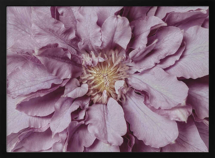 Purple Petal Bloom - Floral Photographic Stretched Canvas Poster or Fine Art Print