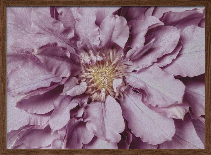 Purple Petal Bloom - Floral Photographic Stretched Canvas Poster or Fine Art Print