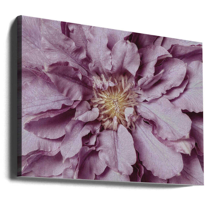 Purple Petal Bloom - Floral Photographic Stretched Canvas Poster or Fine Art Print