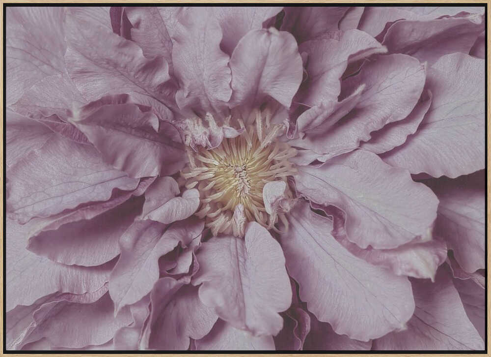 Purple Petal Bloom - Floral Photographic Stretched Canvas Poster or Fine Art Print