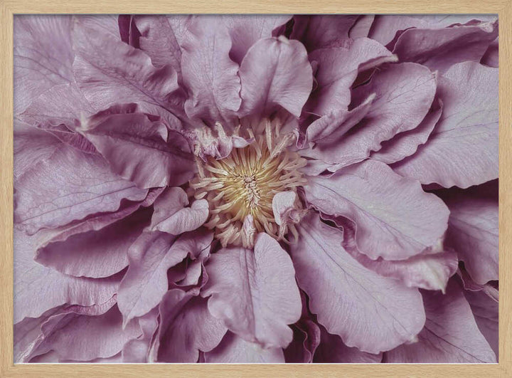 Purple Petal Bloom - Floral Photographic Stretched Canvas Poster or Fine Art Print
