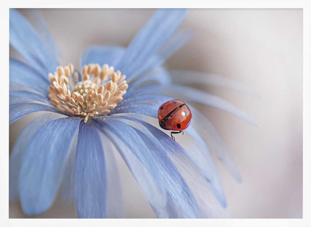 Red Ladybug Blue Flower - Floral Photographic Stretched Canvas Poster or Fine Art Print