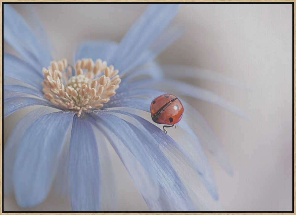 Red Ladybug Blue Flower - Floral Photographic Stretched Canvas Poster or Fine Art Print