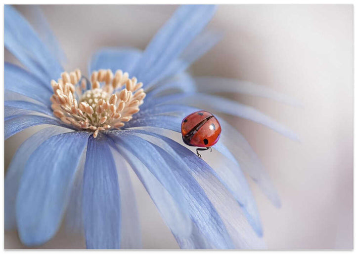 Red Ladybug Blue Flower - Floral Photographic Stretched Canvas Poster or Fine Art Print