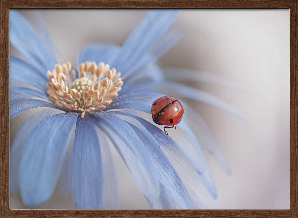 Red Ladybug Blue Flower - Floral Photographic Stretched Canvas Poster or Fine Art Print