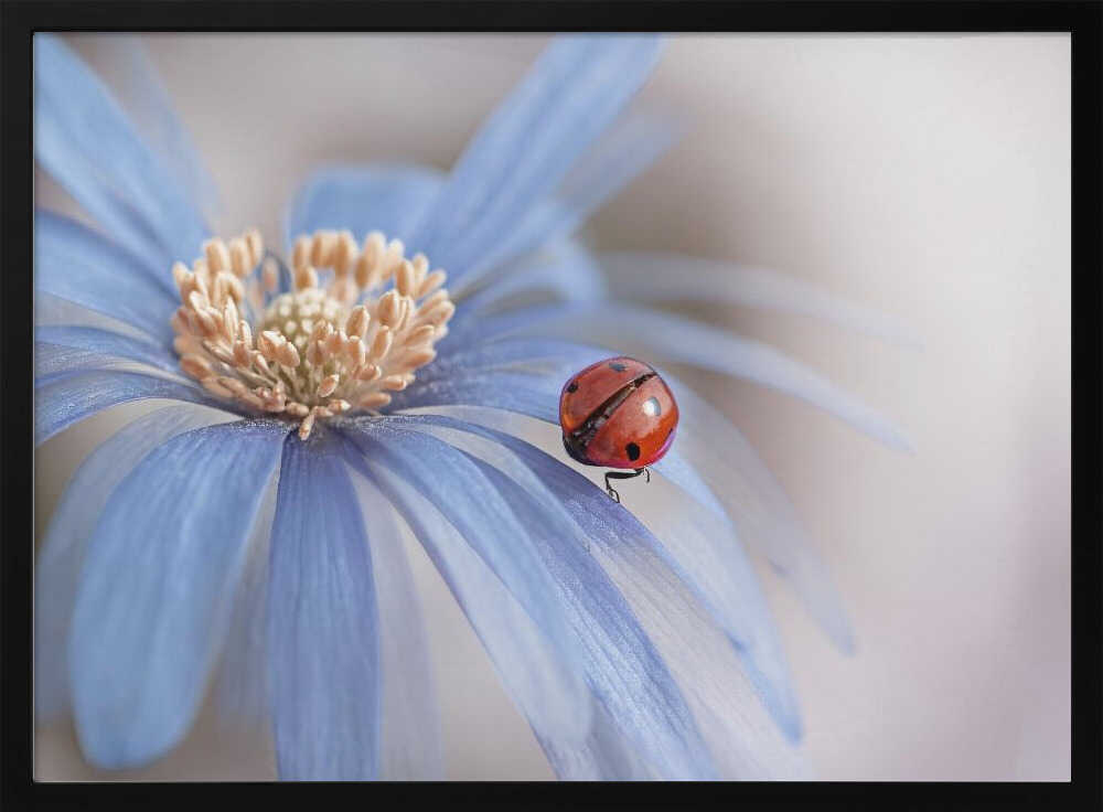 Red Ladybug Blue Flower - Floral Photographic Stretched Canvas Poster or Fine Art Print