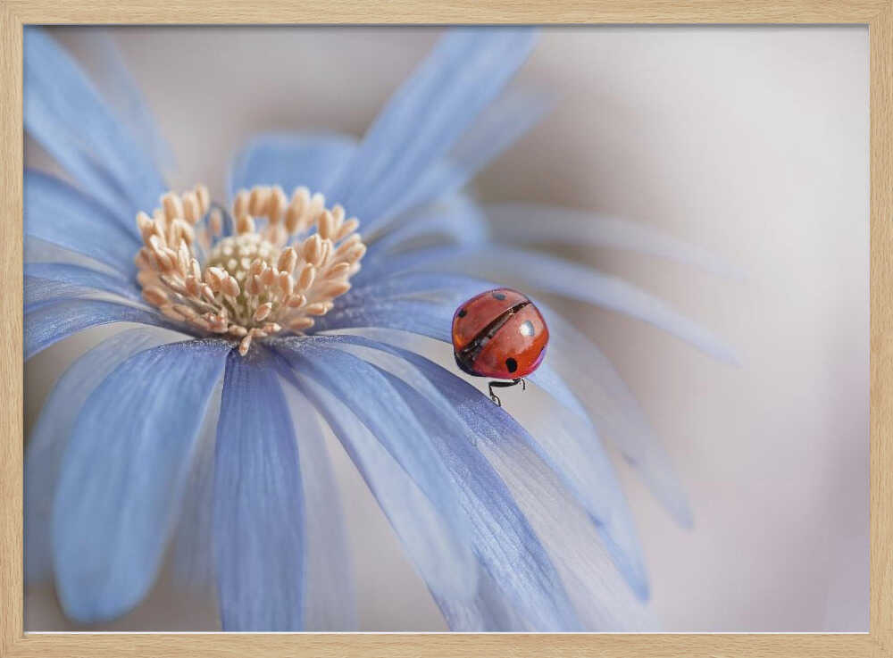 Red Ladybug Blue Flower - Floral Photographic Stretched Canvas Poster or Fine Art Print