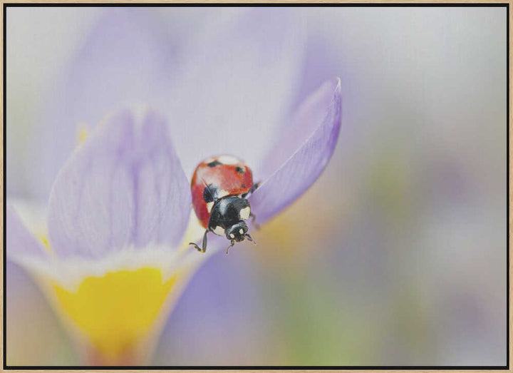 Red Ladybug on Crocus Bloom - Floral Photographic Stretched Canvas Poster or Fine Art Print