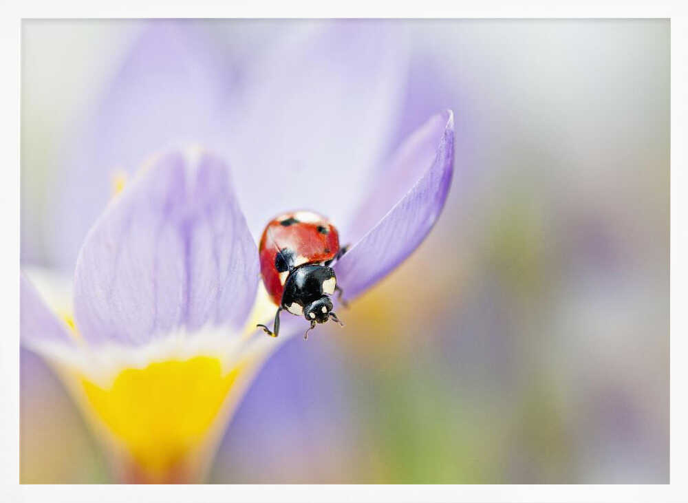 Red Ladybug on Crocus Bloom - Floral Photographic Stretched Canvas Poster or Fine Art Print