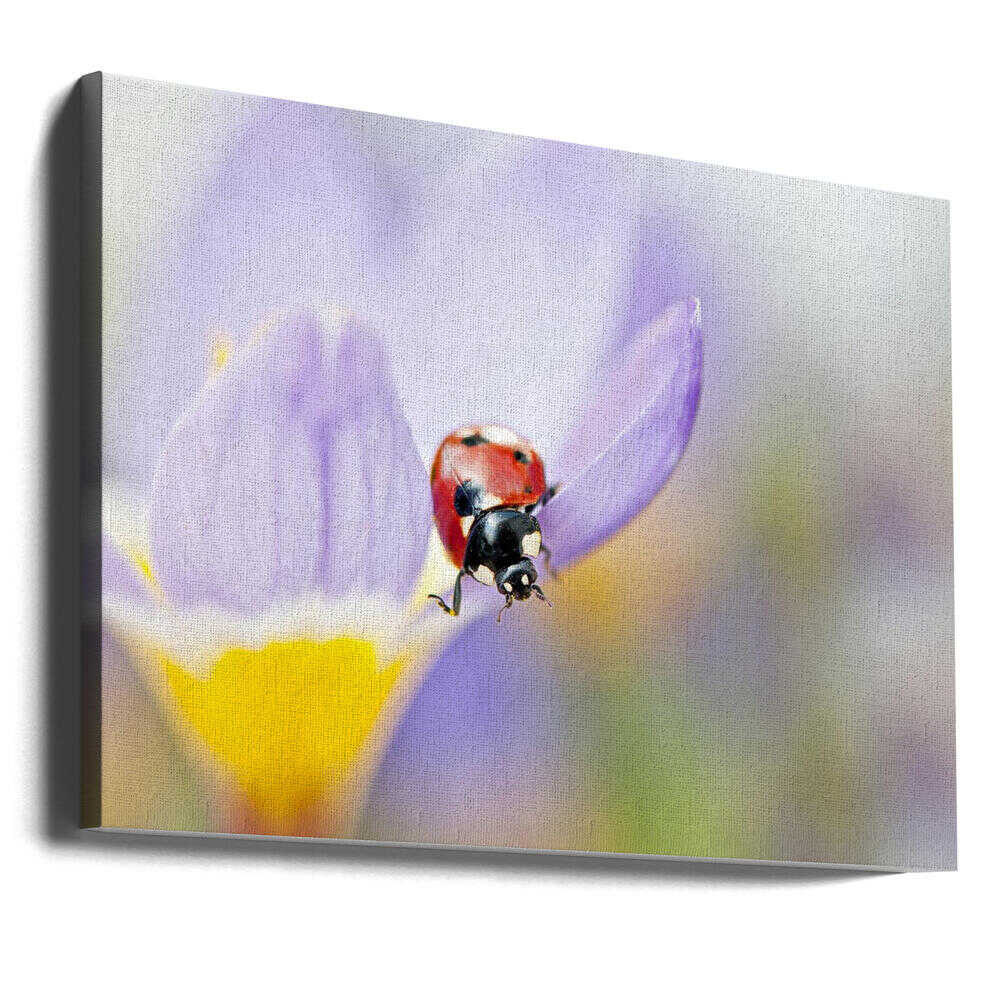 Red Ladybug on Crocus Bloom - Floral Photographic Stretched Canvas Poster or Fine Art Print