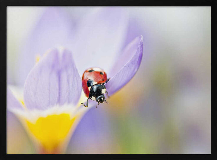 Red Ladybug on Crocus Bloom - Floral Photographic Stretched Canvas Poster or Fine Art Print