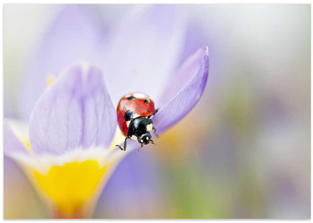 Red Ladybug on Crocus Bloom - Floral Photographic Stretched Canvas Poster or Fine Art Print