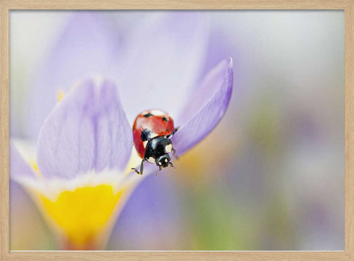 Red Ladybug on Crocus Bloom - Floral Photographic Stretched Canvas Poster or Fine Art Print