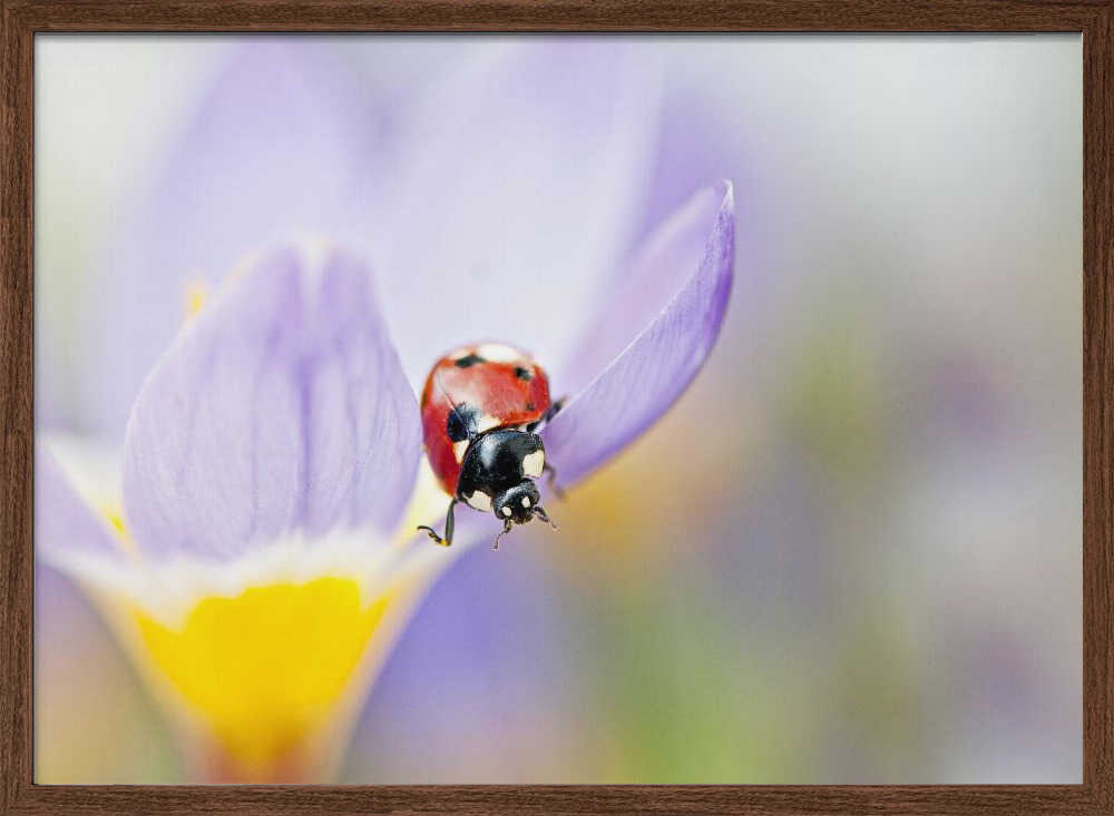 Red Ladybug on Crocus Bloom - Floral Photographic Stretched Canvas Poster or Fine Art Print