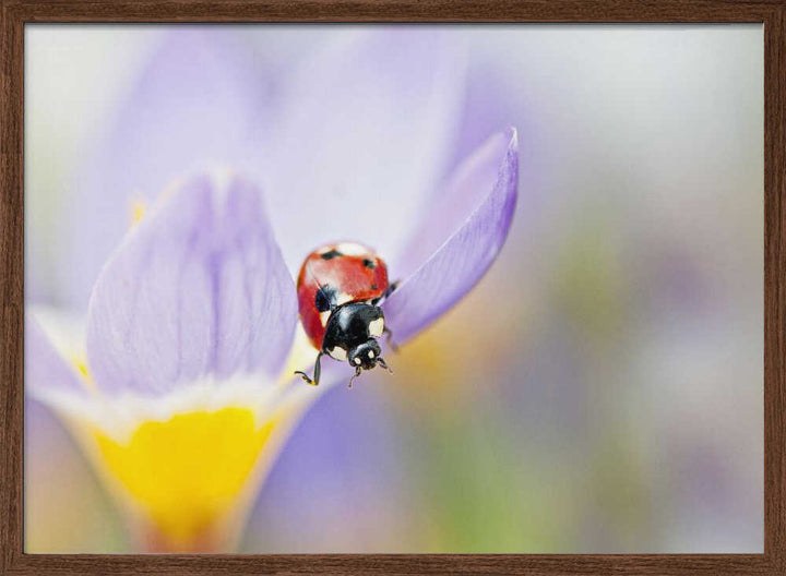 Red Ladybug on Crocus Bloom - Floral Photographic Stretched Canvas Poster or Fine Art Print