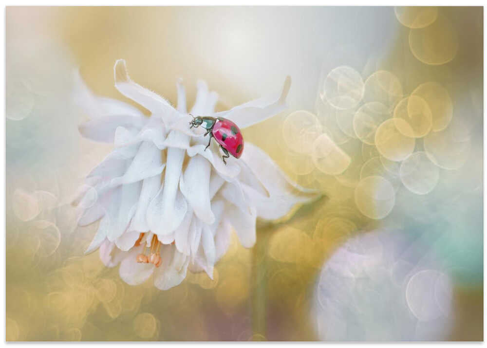 Red Ladybug White Bloom - Floral Photographic Stretched Canvas Poster or Fine Art Print