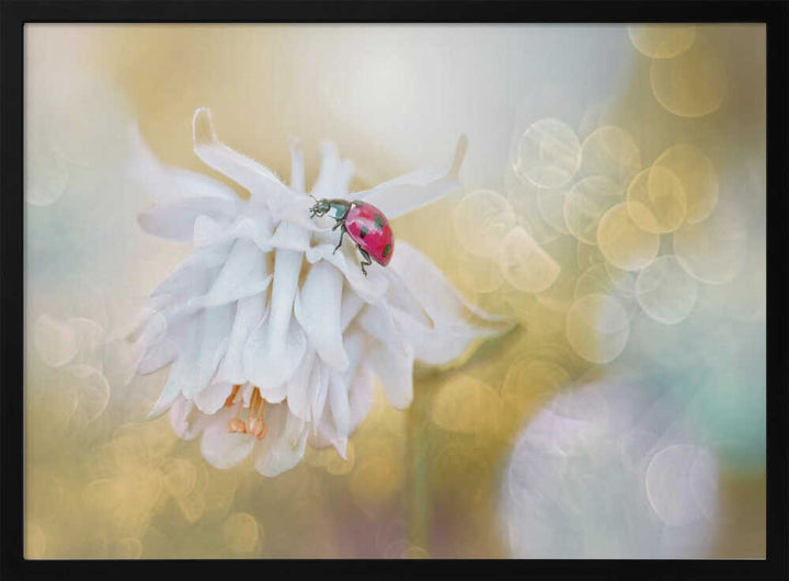 Red Ladybug White Bloom - Floral Photographic Stretched Canvas Poster or Fine Art Print