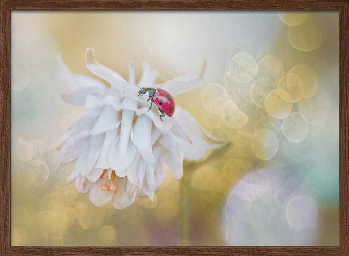 Red Ladybug White Bloom - Floral Photographic Stretched Canvas Poster or Fine Art Print